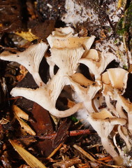 Singerocybe clitocyboides