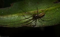 Tylorida