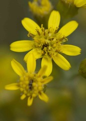Senecio haygarthii