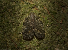 Aprivesa