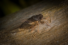 Birrima castanea