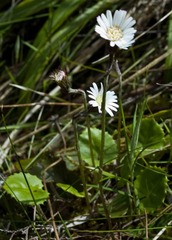 Gerbera parva