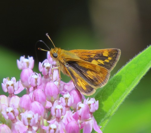 Peck's Skipper, photo 5 of 10