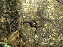 Ovachlamys fulgens