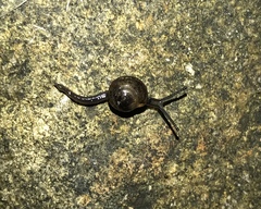 Ovachlamys fulgens