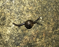 Ovachlamys fulgens