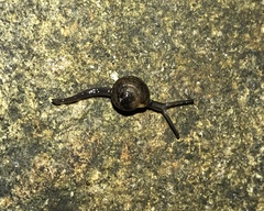 Ovachlamys fulgens