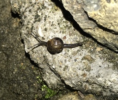 Ovachlamys fulgens