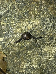 Ovachlamys fulgens