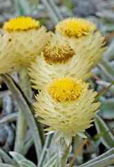 Helichrysum swynnertonii