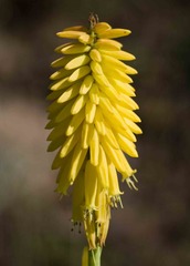 Kniphofia fibrosa