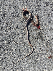 Cubophis vudii