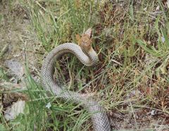 Dolichophis caspius