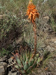 Aloe pratensis