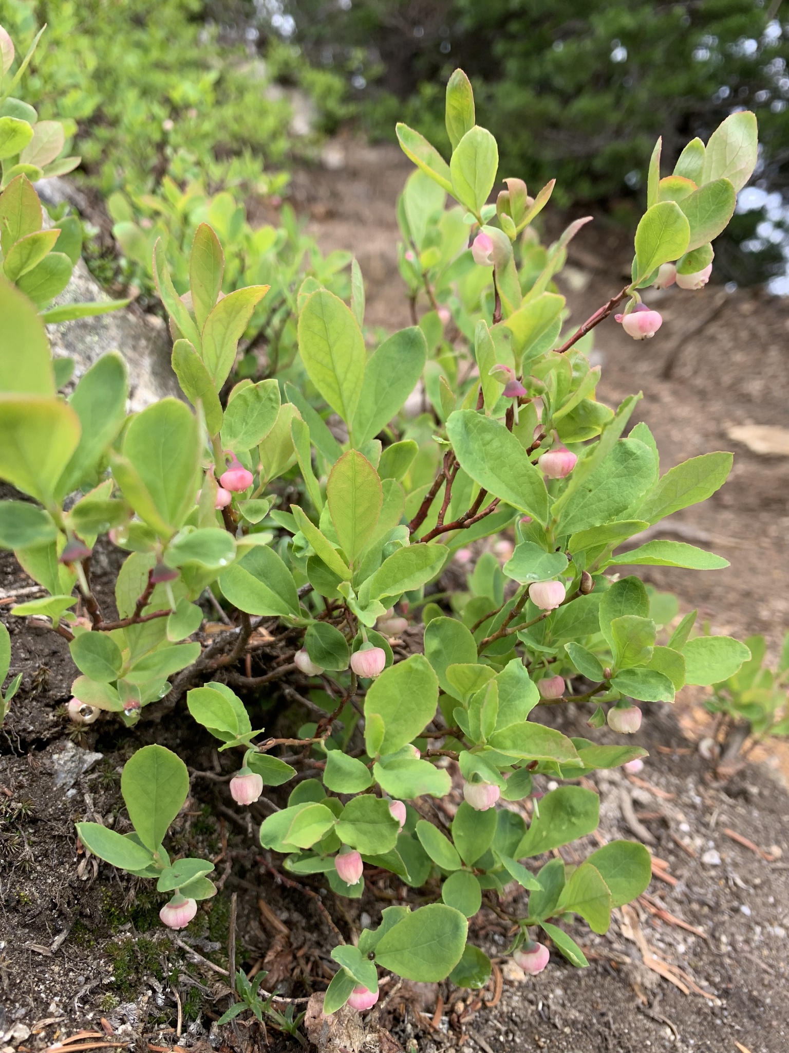 Vaccinium deliciosum