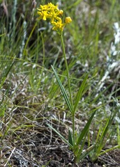 Aspidonepsis diploglossa