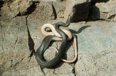 Dolichophis caspius