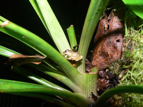 Pristimantis cruentus
