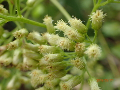 Microglossa pyrifolia