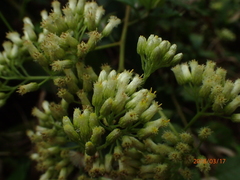 Microglossa pyrifolia