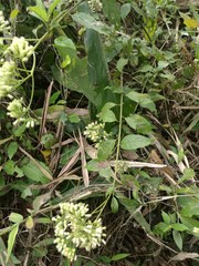 Microglossa pyrifolia