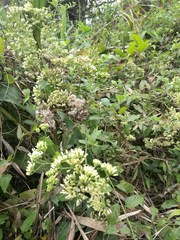 Microglossa pyrifolia