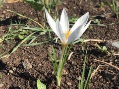 Crocus aleppicus
