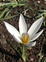 Crocus aleppicus
