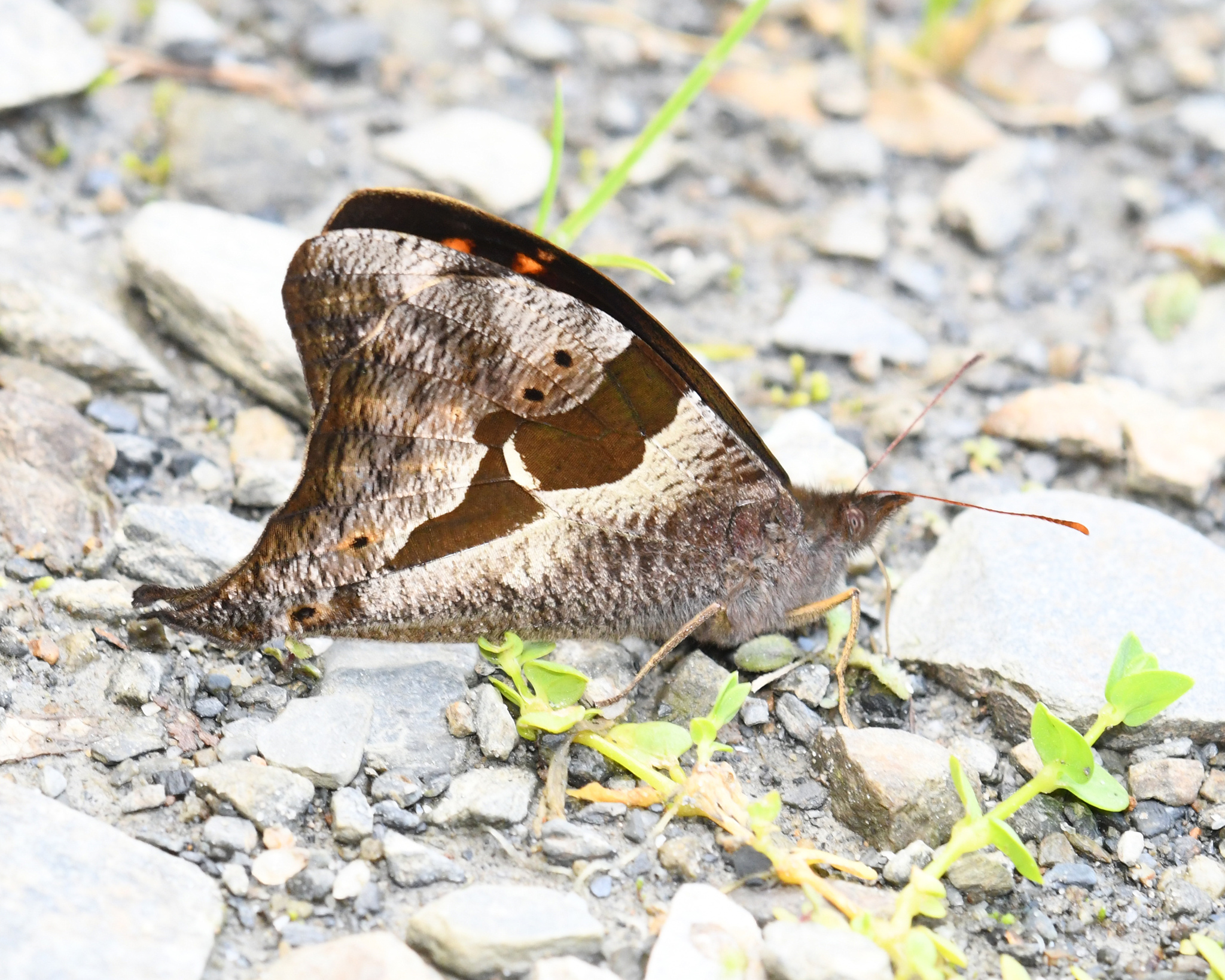 Corades cistene image