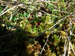 Monilinia oxycocci