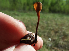 Monilinia oxycocci
