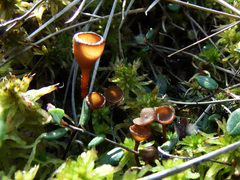 Monilinia oxycocci