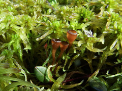 Monilinia oxycocci