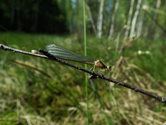 Coenagrion johanssoni