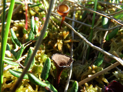 Monilinia oxycocci