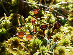 Monilinia oxycocci