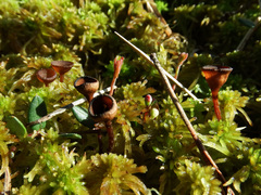 Monilinia oxycocci