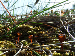 Monilinia oxycocci