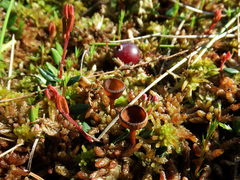 Monilinia oxycocci