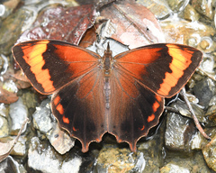 Lasiophila phalaesia