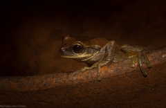 Litoria revelata