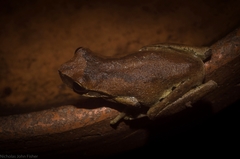 Litoria revelata