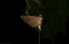 Hypolamprus ypsilon