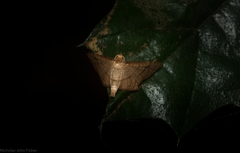 Hypolamprus ypsilon