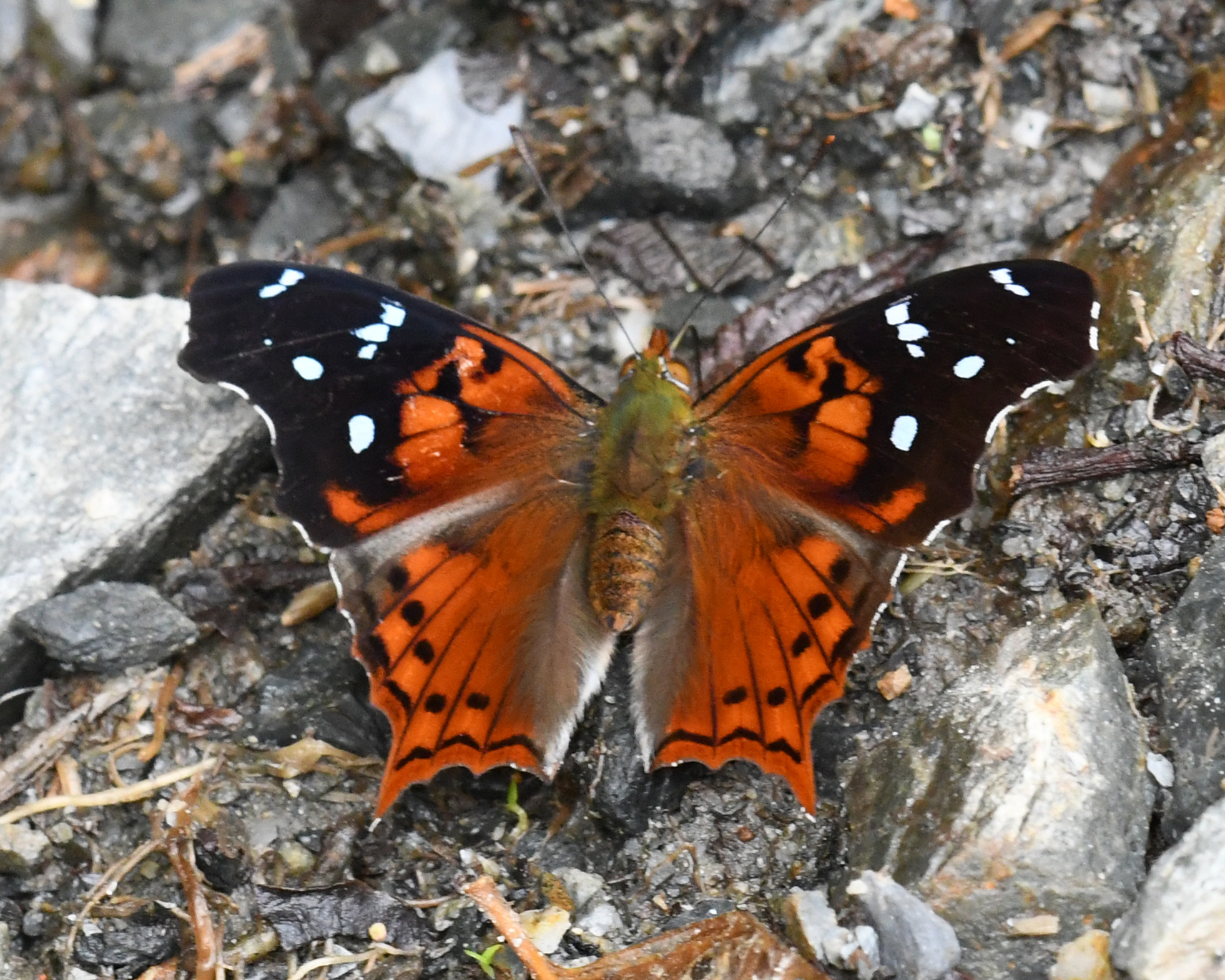 Hypanartia kefersteini image