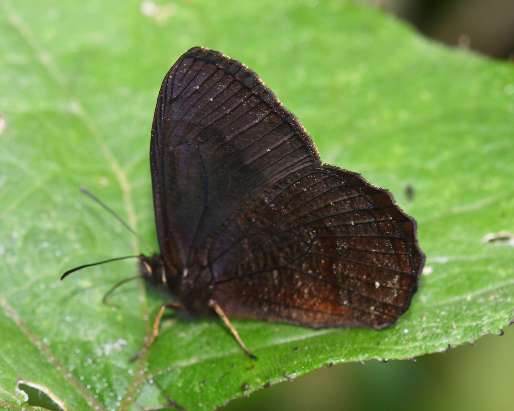 Pedaliodes montagna