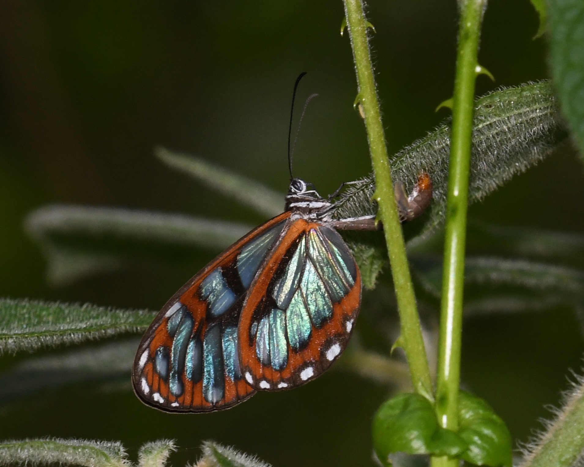 Ithomiini image