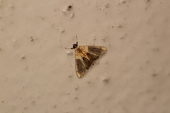 Agrotera