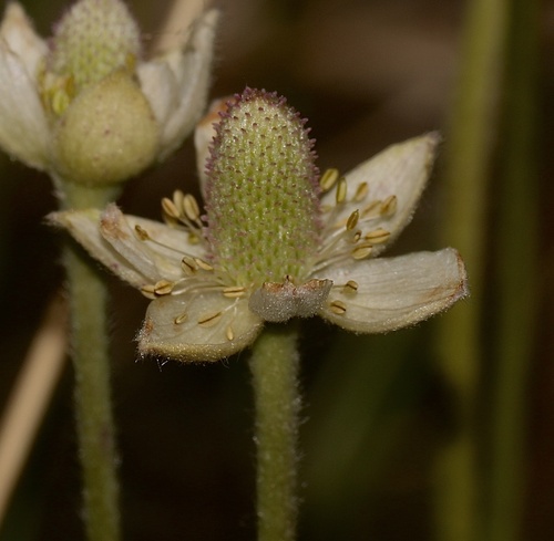 Anemone cylindrica