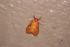 Ammatho cuneonotatus
